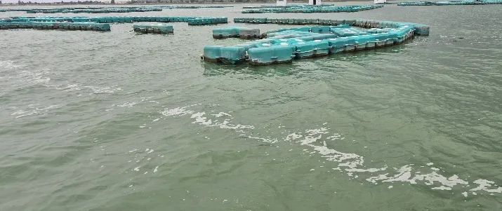 अमलनाला धरणातील पाणी हिरवट; नगरपरिषद सतर्क, नागरिकांमध्ये संभ्रम
